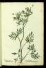  Fol. 166 

Batrakion apotion
Ranunculus arvensis
Ranunculus segetalis
Ranunculi quinta Species Cord: